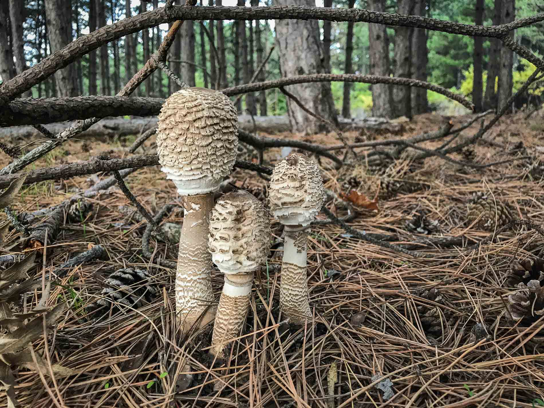 parasol-mushrooms