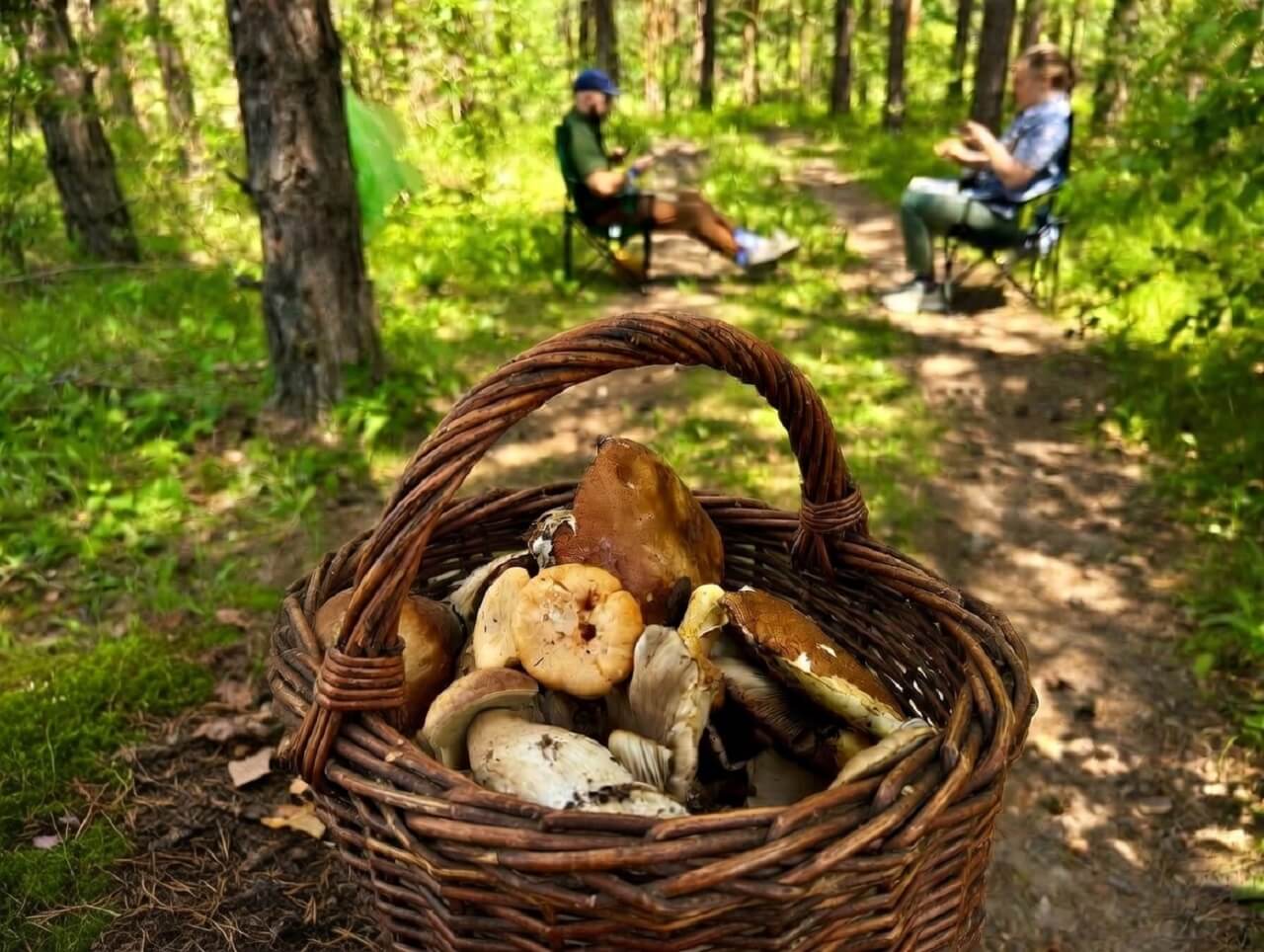 golden chanterelle mushrooms growing wild in Bulgarian forest - foraging near Sofia